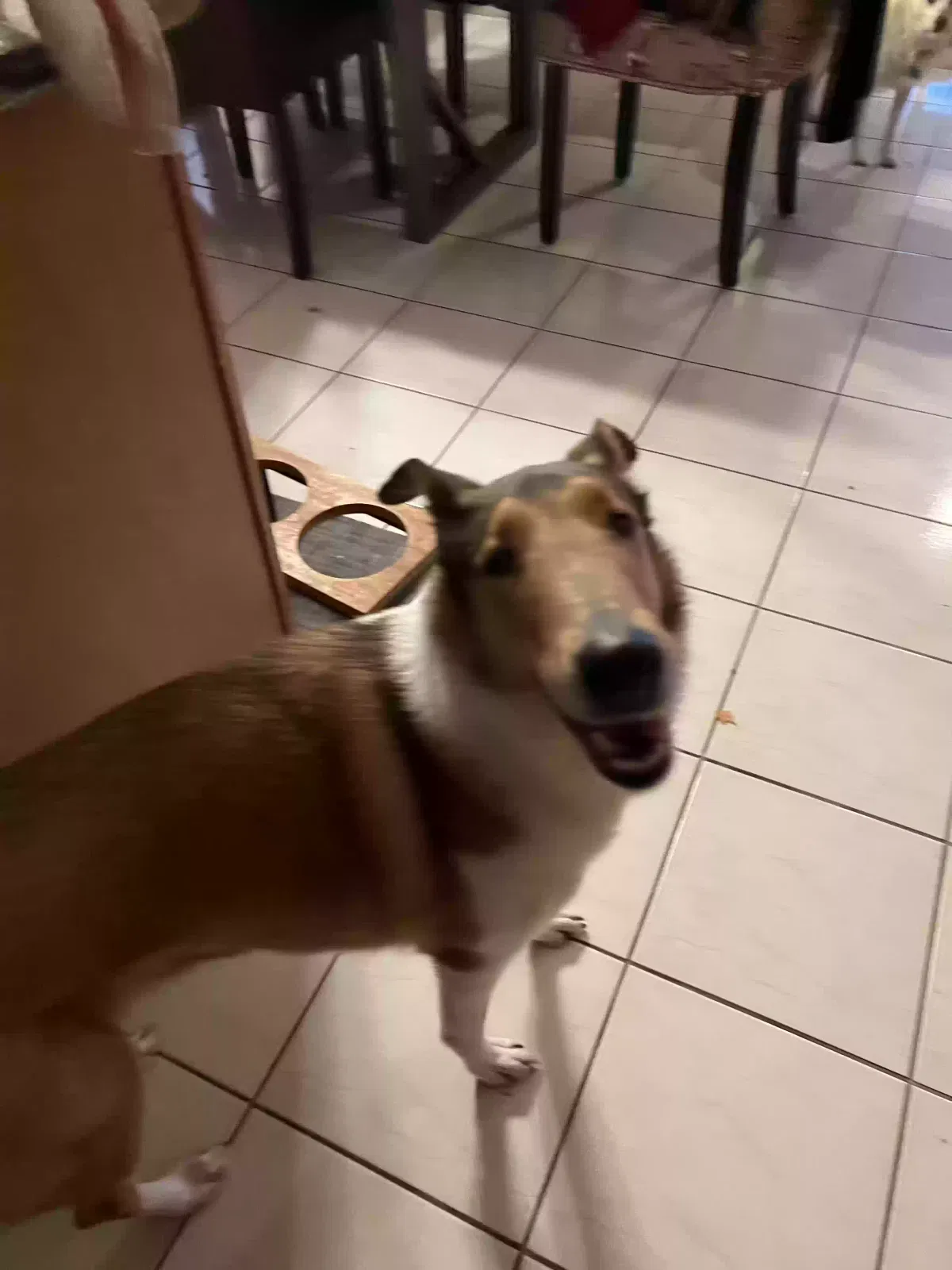 Found dog in Chandler, AZ, 85248