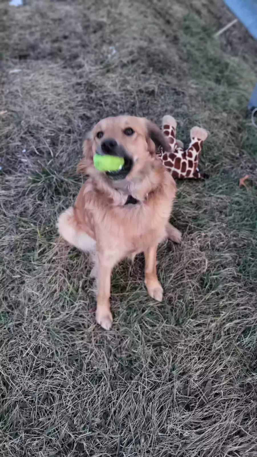 Lost dog in Hedgesville, WV, 25427