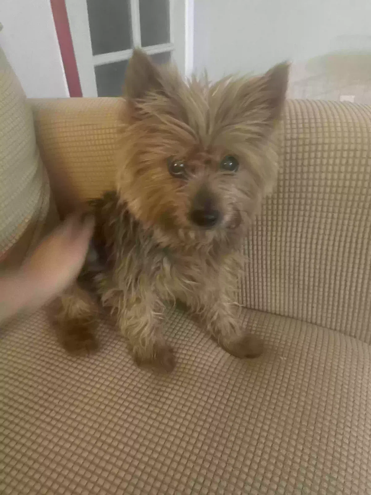 Lost dog in El Paso, TX, 79912