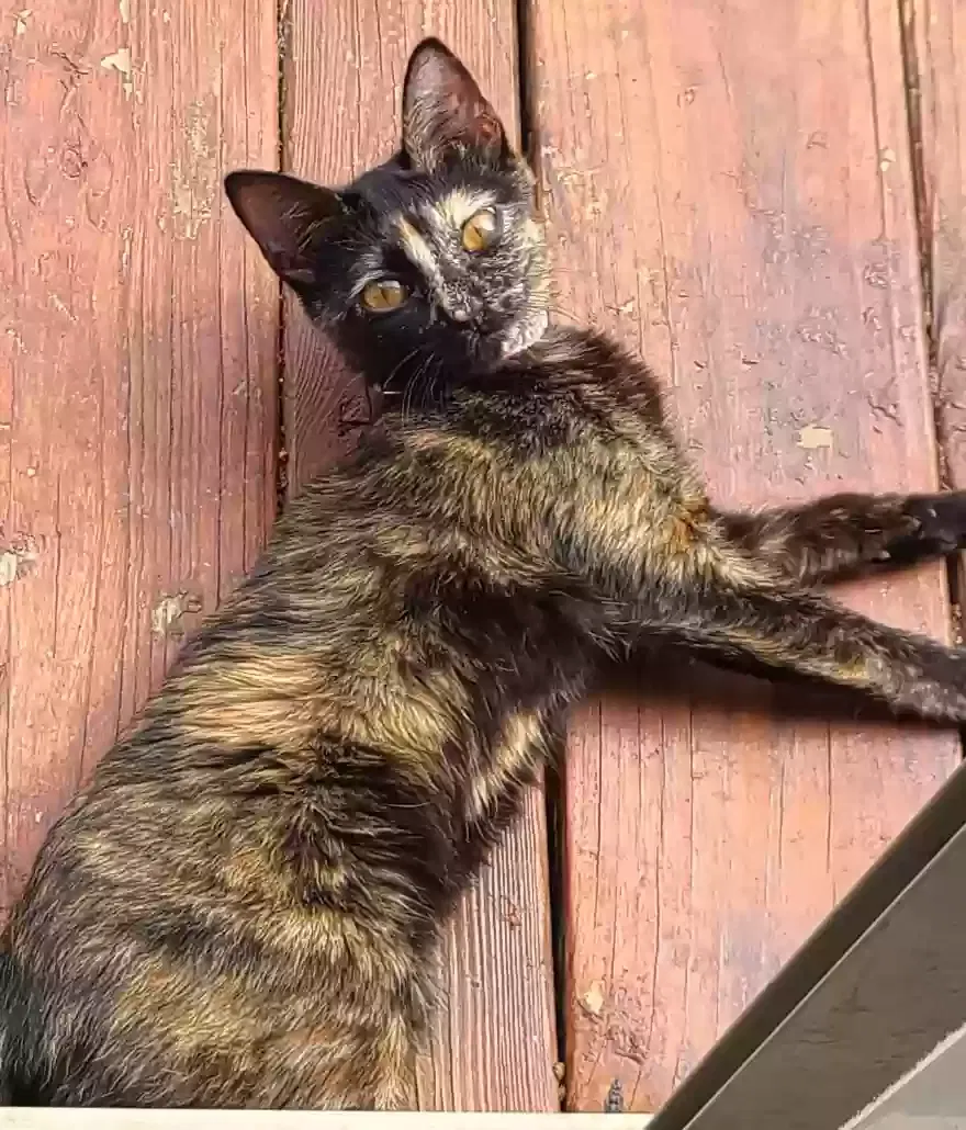 Lost cat in Pipe Creek, TX, 78063