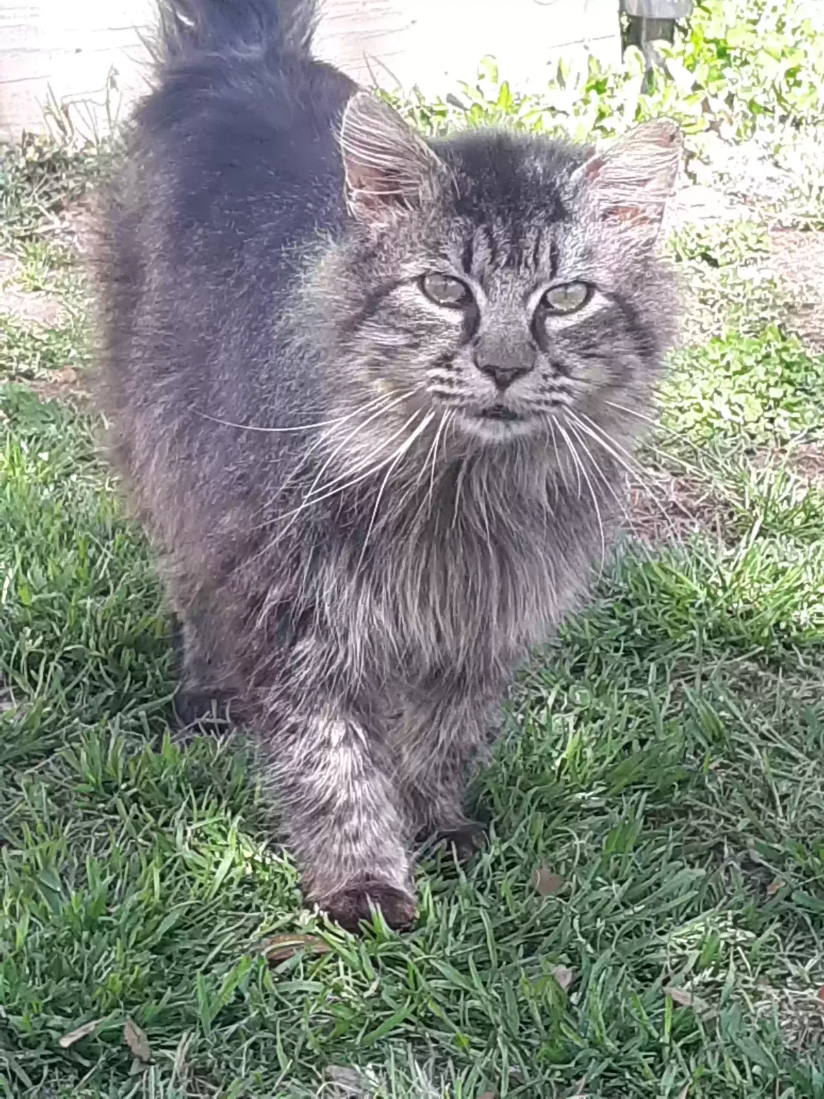 Found cat in Cowpens, SC, 29330