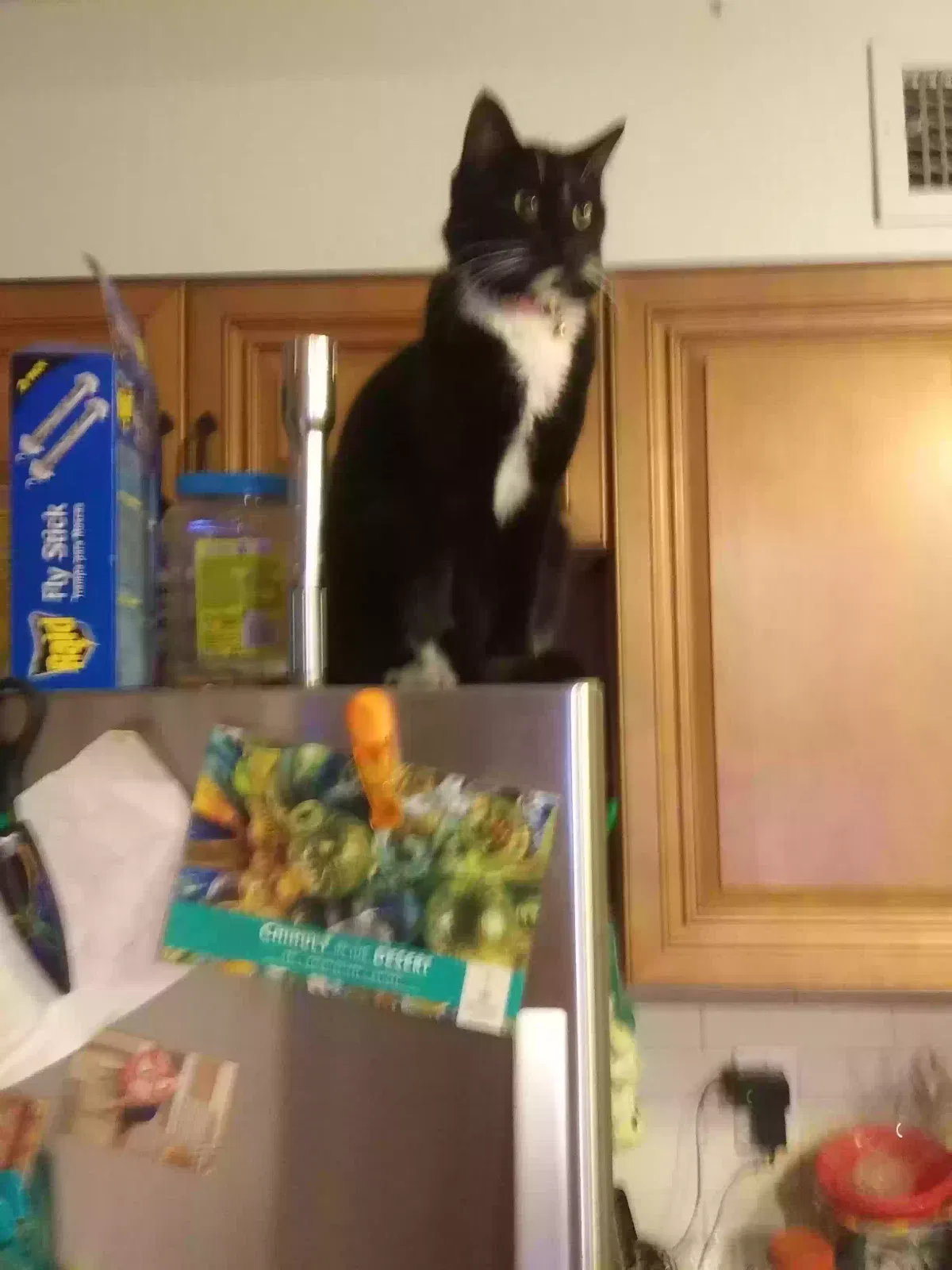 Lost cat in Chandler, AZ, 85225