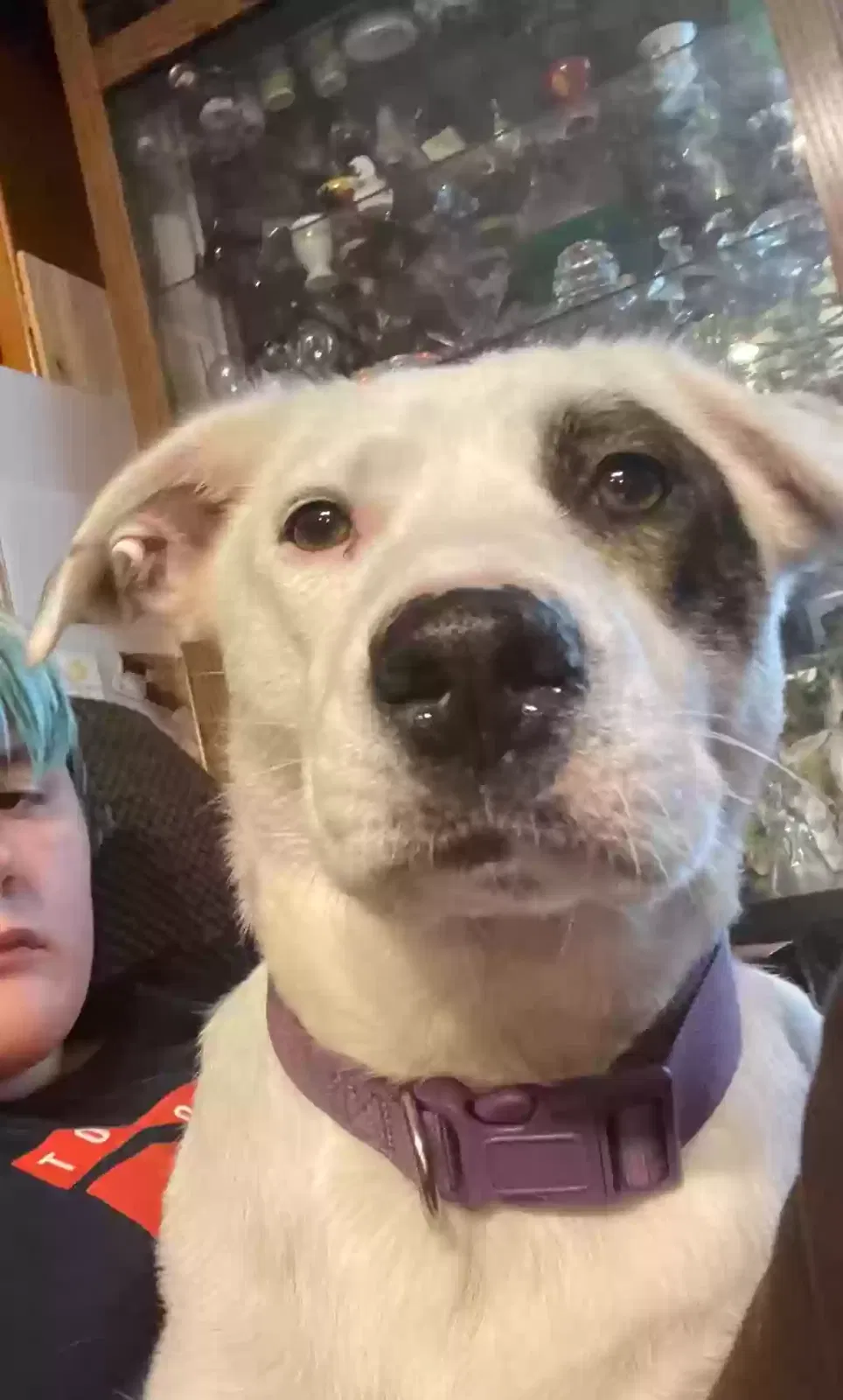 Lost dog in Charlotte, NC, 28227