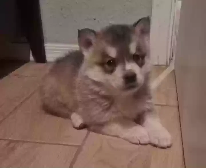 Lost dog in El Paso, TX, 79903