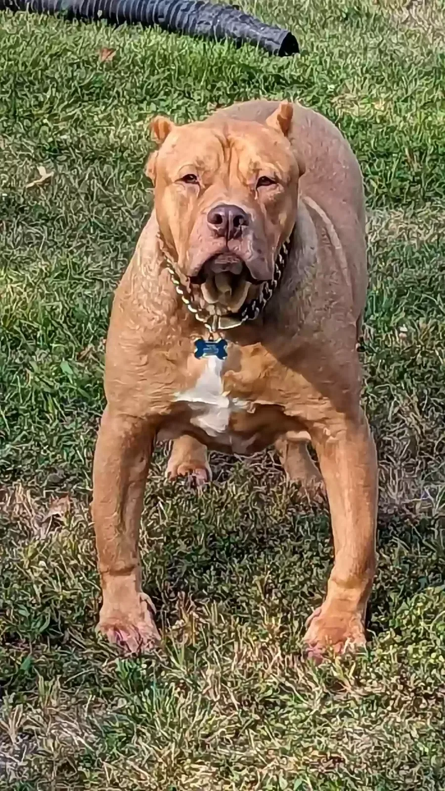 Lost dog in Saint Clair, MO, 63077