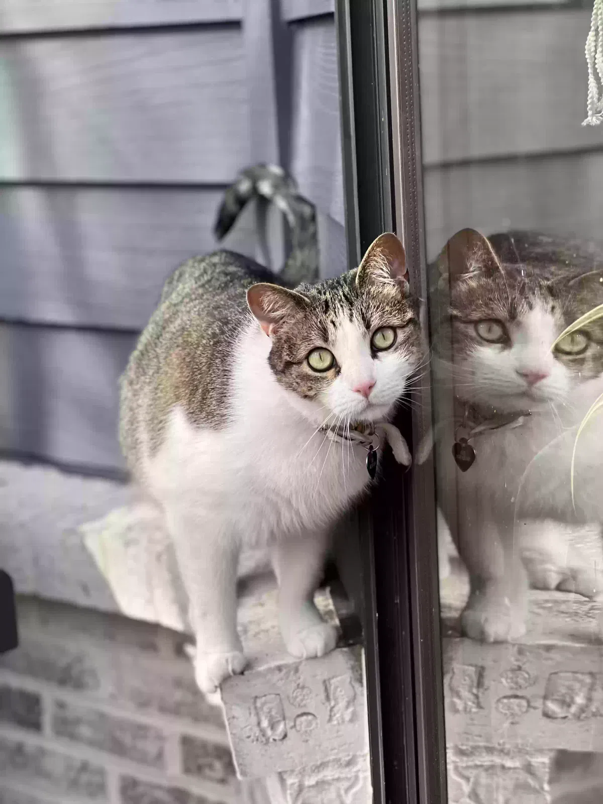 Lost cat in Glen Ellyn, IL, 60137