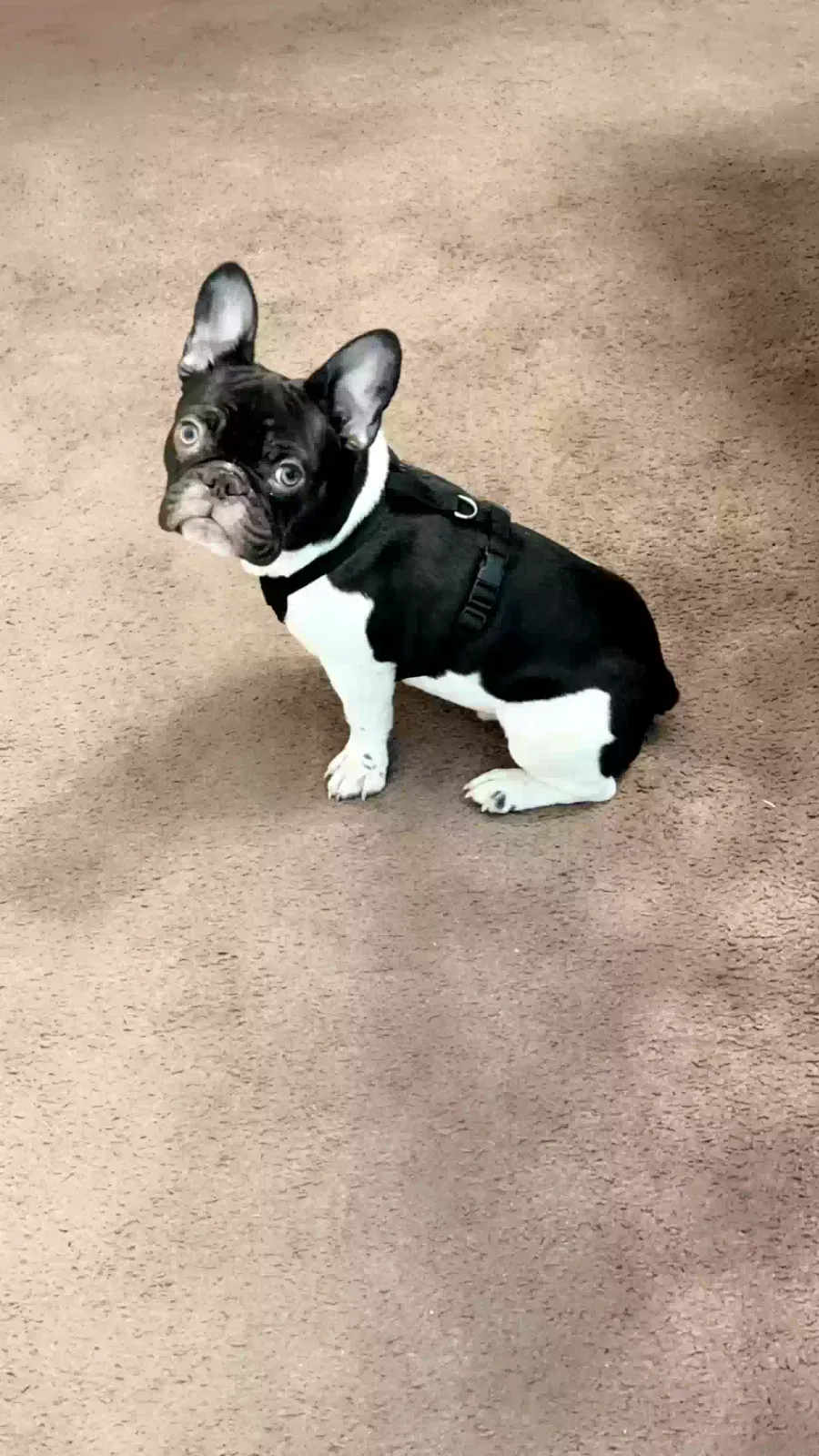 Lost dog in Las Cruces, NM, 88005