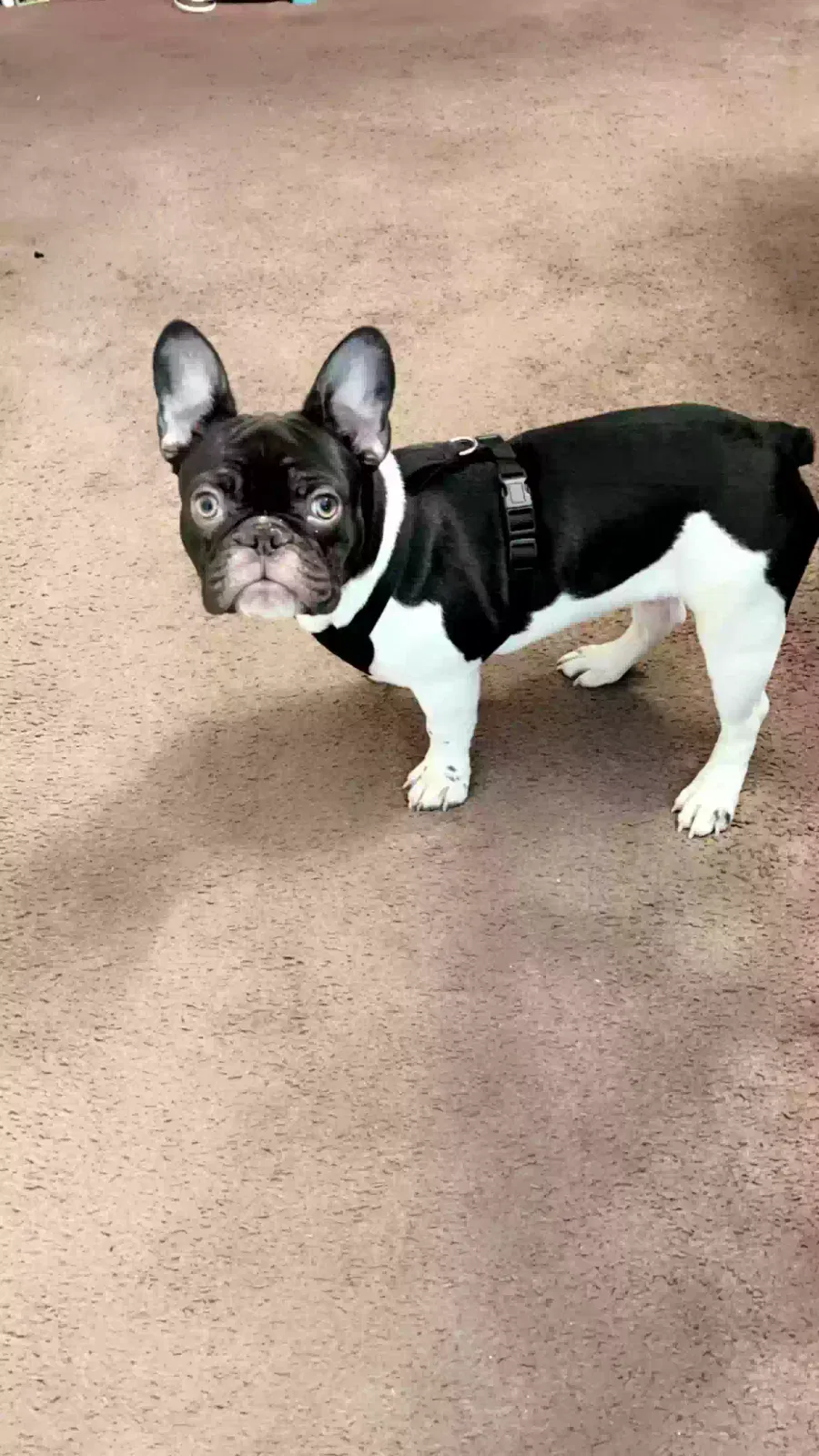 Lost dog in Las Cruces, NM, 88005
