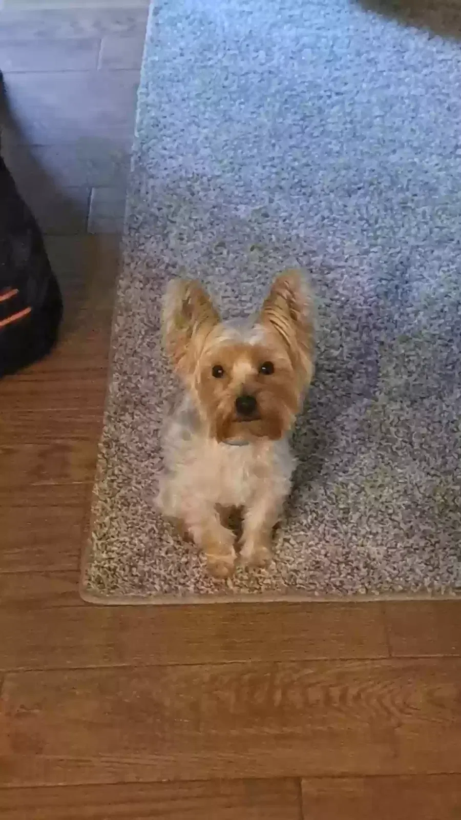 Lost dog in Mckinney, TX, 75070