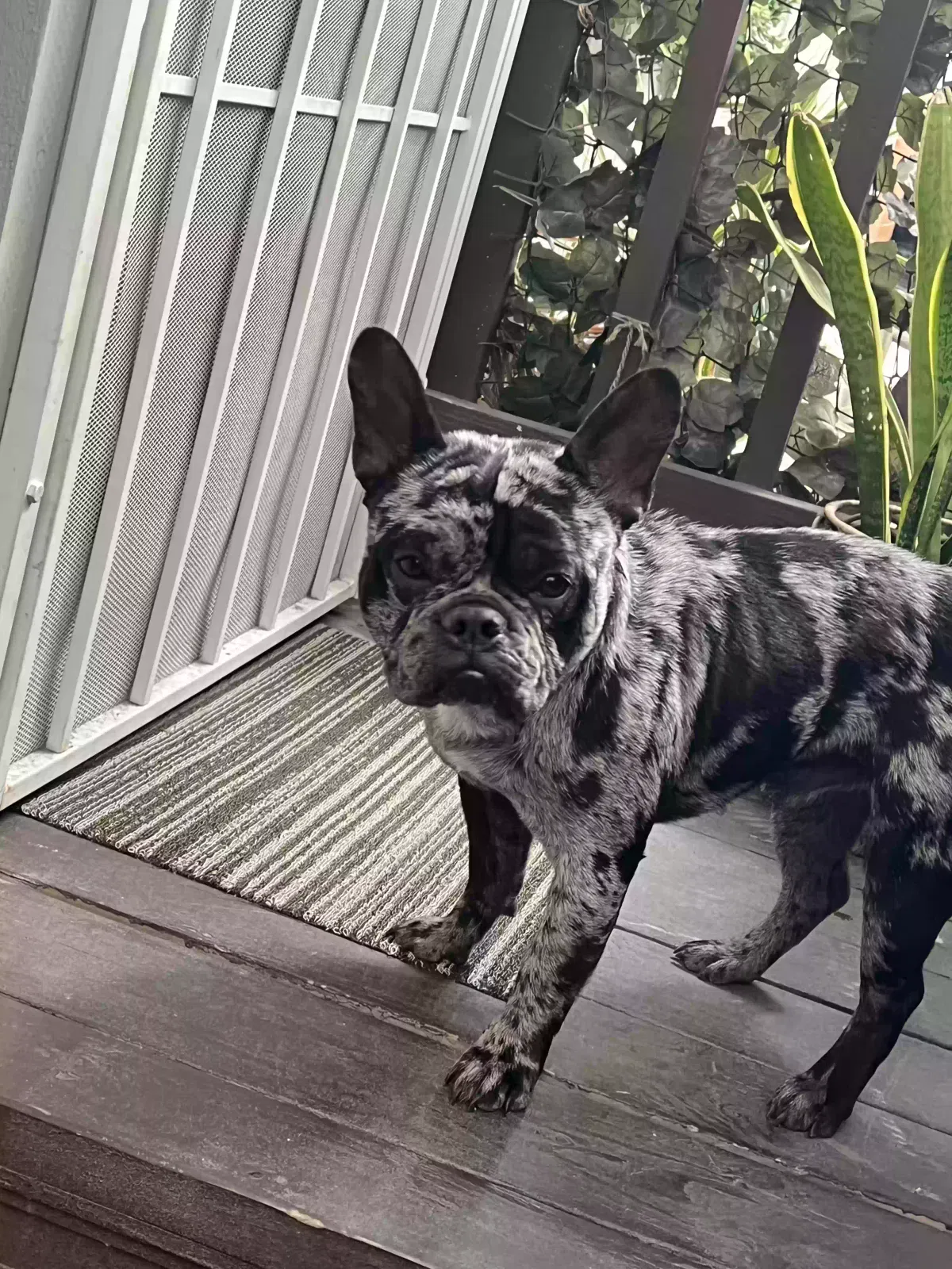Lost dog in Ontario, CA, 91762