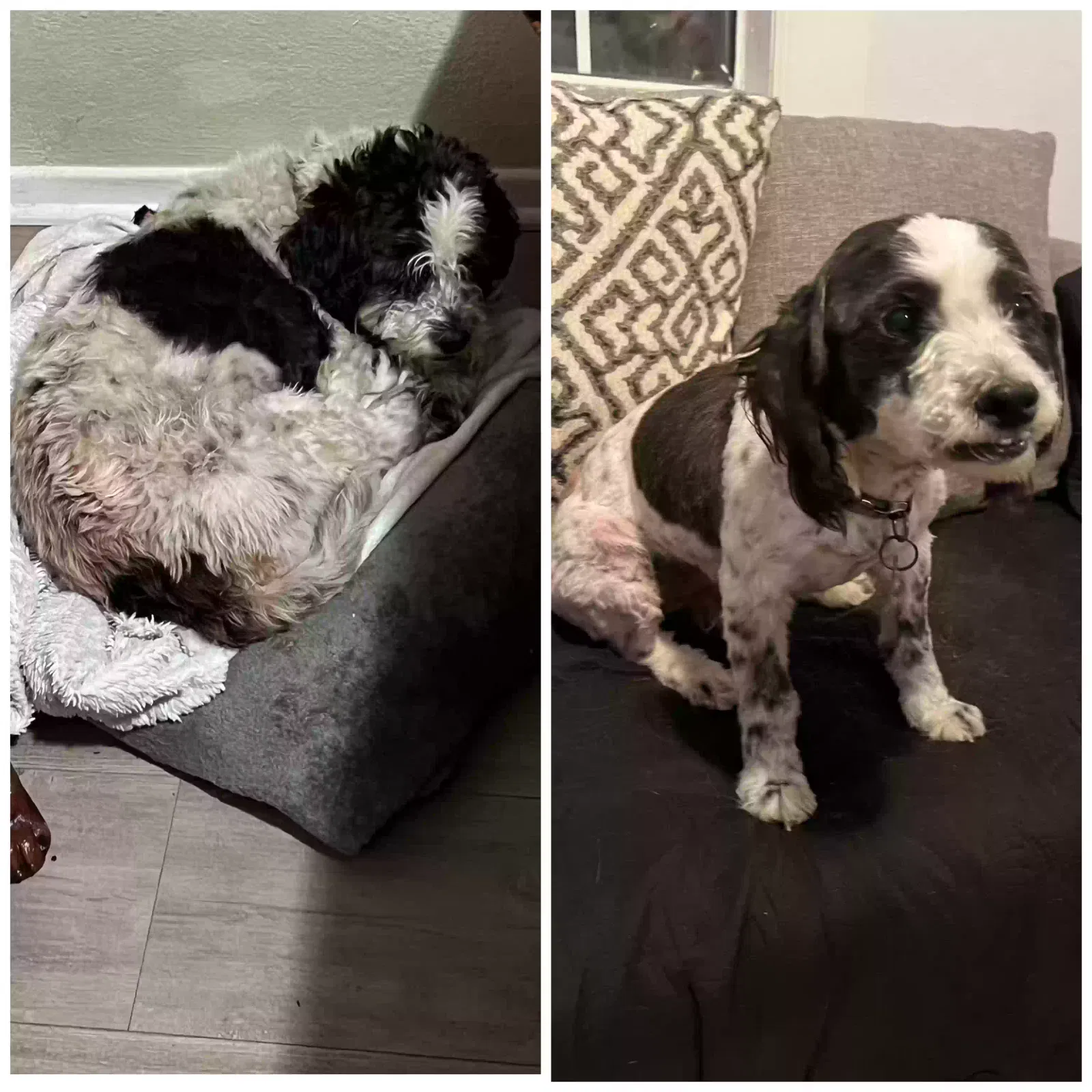 Lost dog in South El Monte, CA, 91733