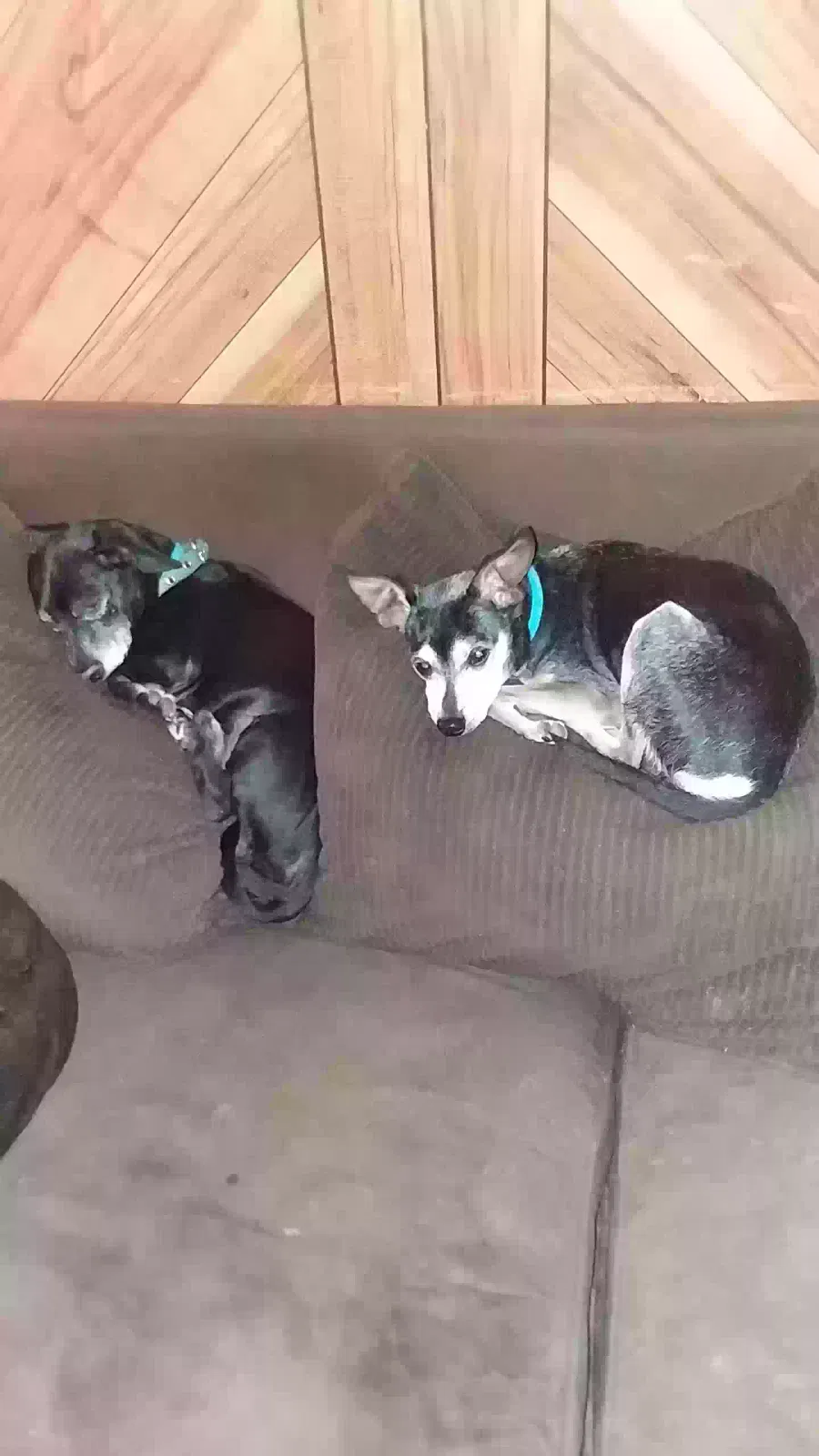 Lost dog in Livingston, TX, 77351
