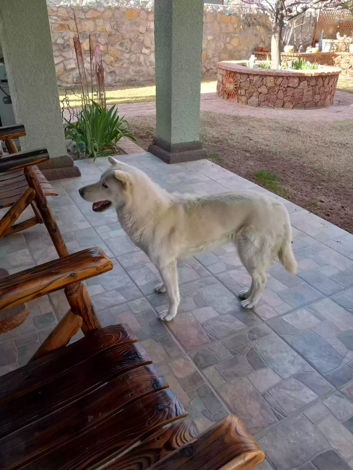 Found dog in El Paso, TX, 79938