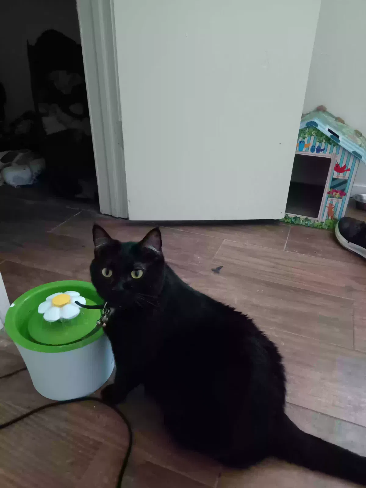 Lost cat in Arlington, TX, 76016