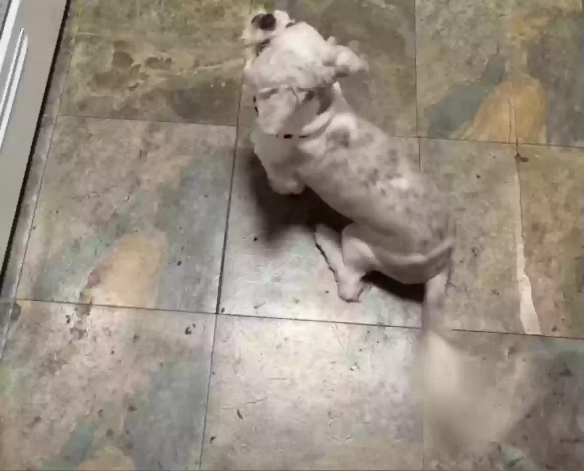 Lost dog in Saint Louis, MO, 63115