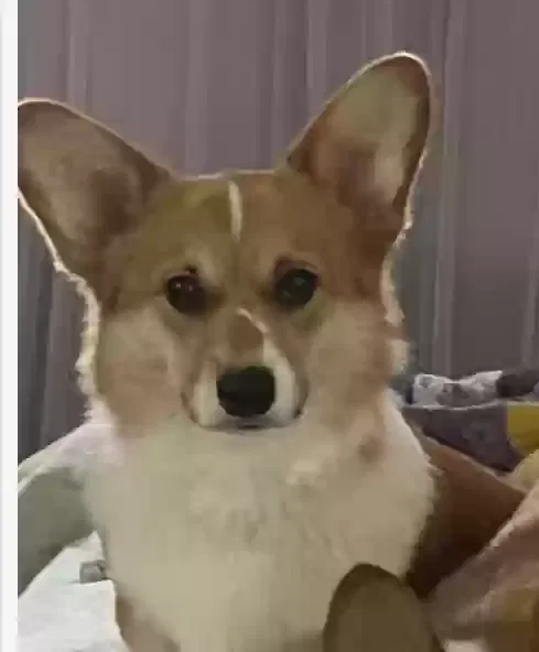 Lost dog in Chapel Hill, NC, 27516