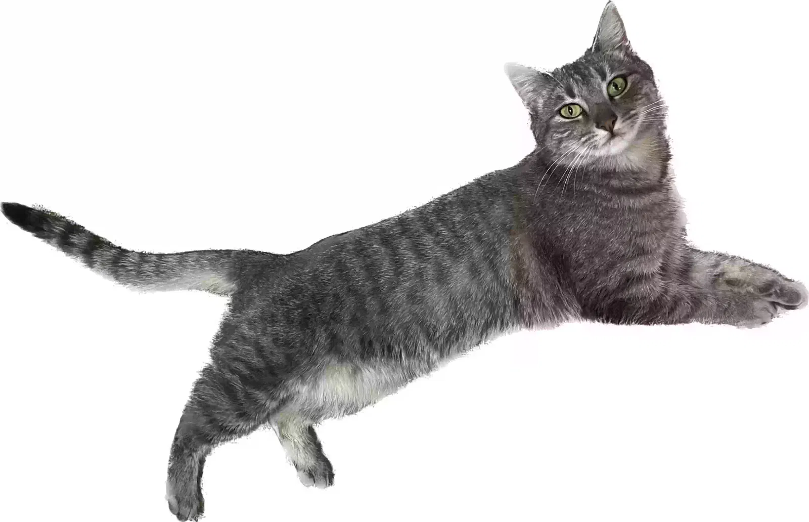 Lost cat in La Puente, CA, 91746