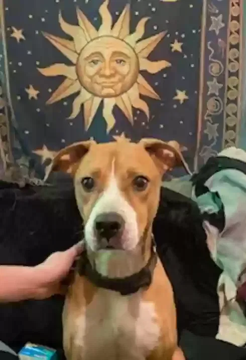 Lost dog in Akron, OH, 44304