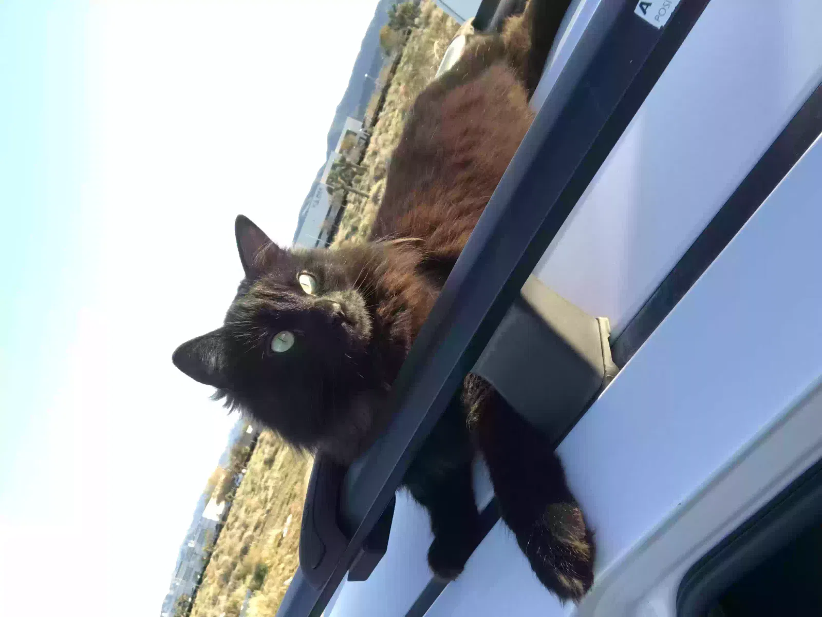 Lost cat in Palmdale, CA, 93550