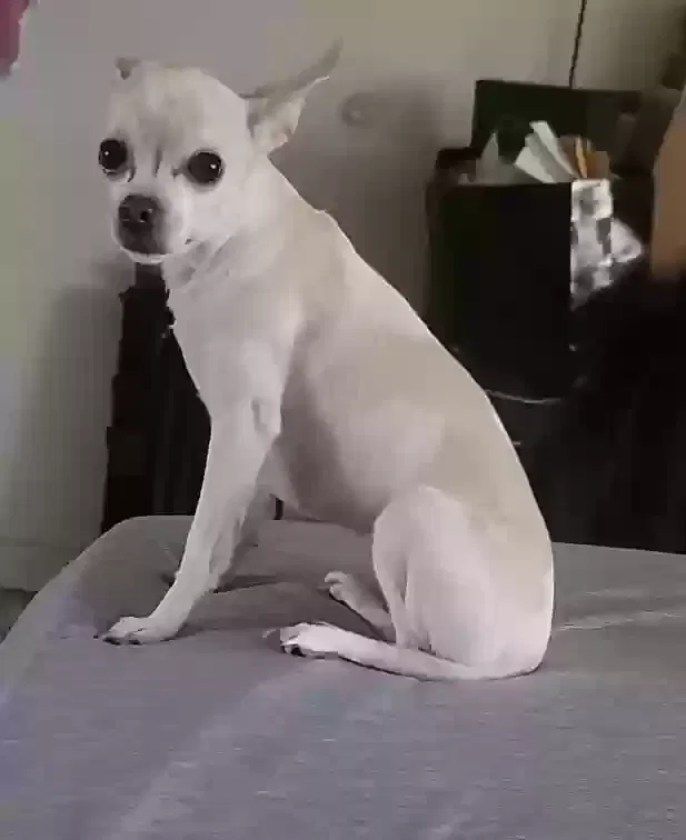 Lost dog in La Puente, CA, 91744