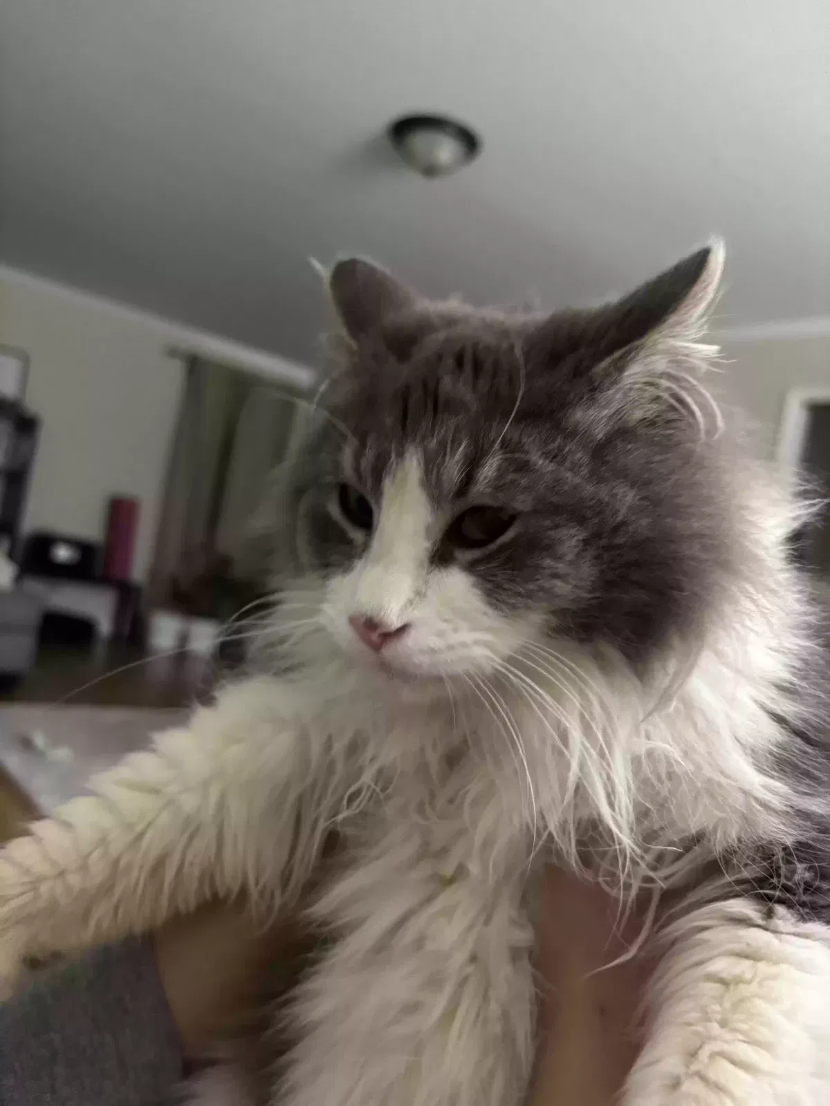 Lost cat in Gillsville, GA, 30543