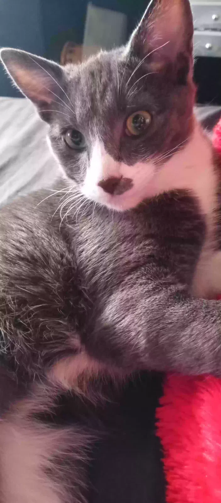Lost cat in Upland, CA, 91784
