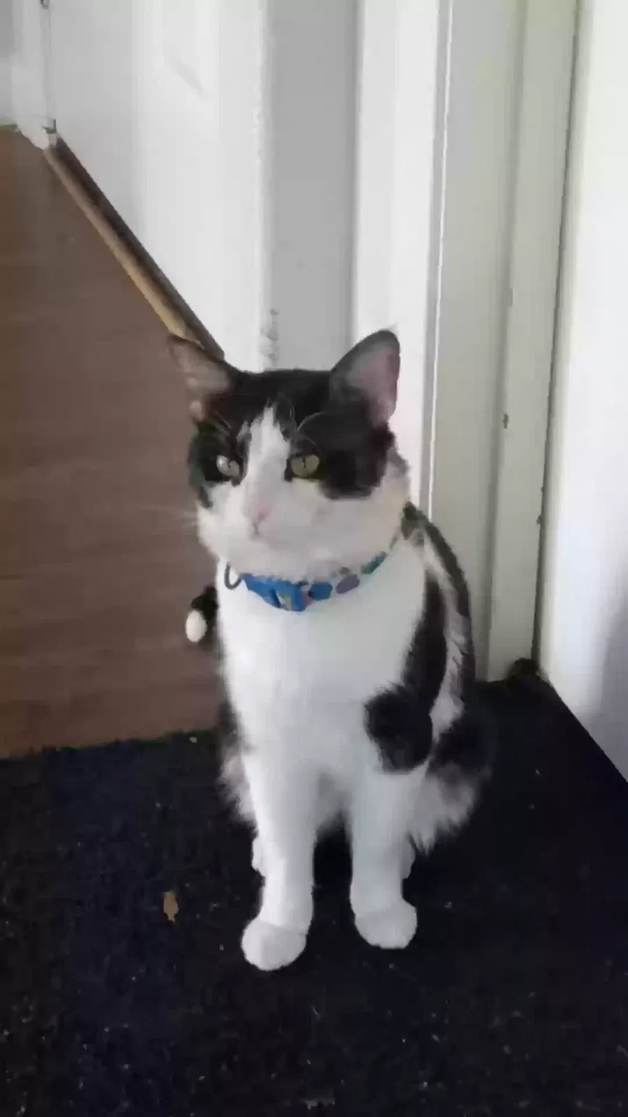 Lost cat in Irving, TX, 75061