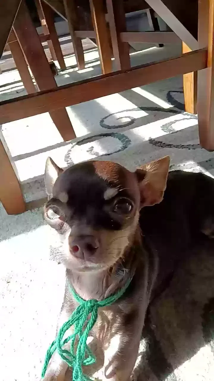 Lost dog in Irving, TX, 75061