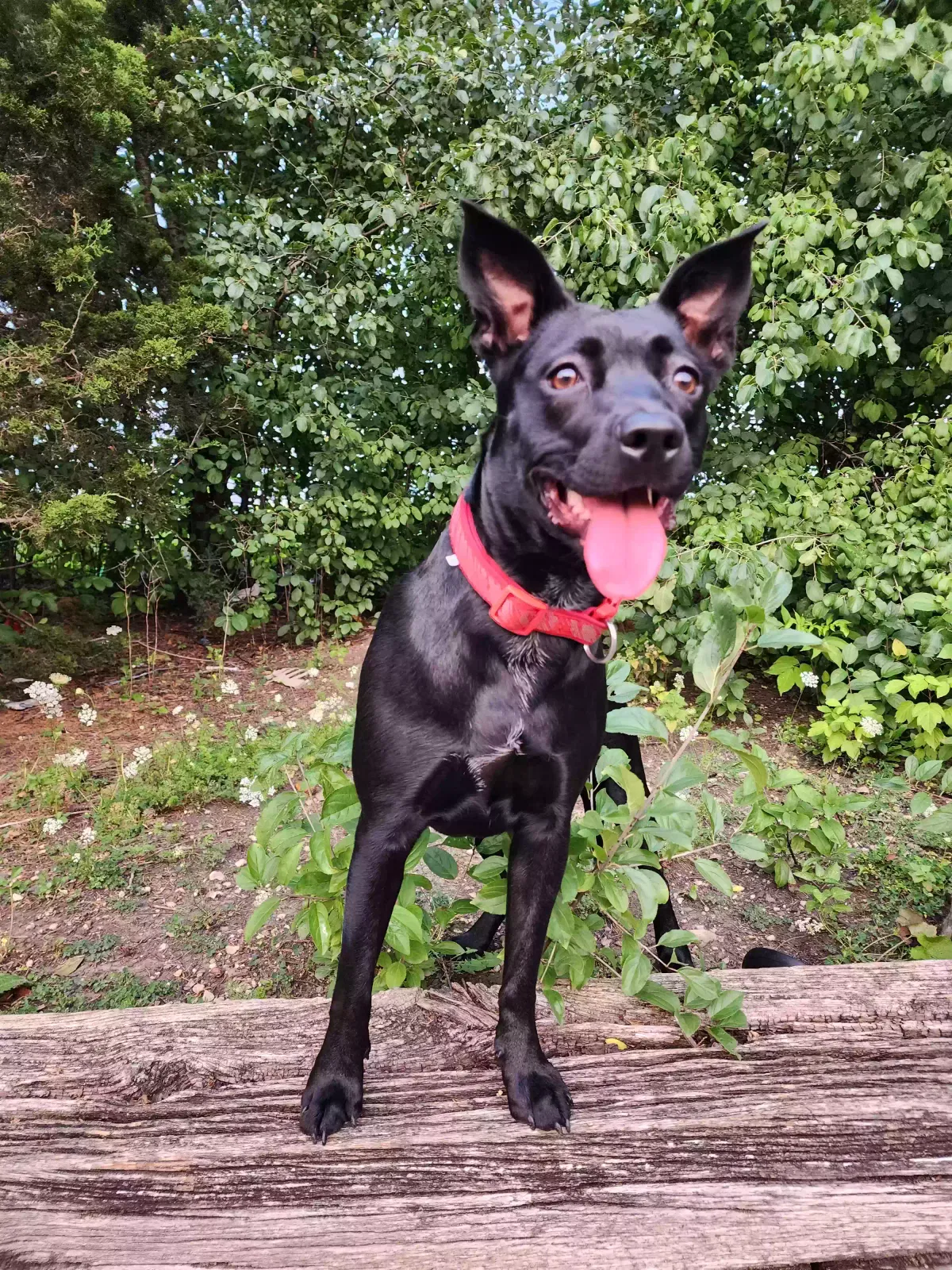 Lost dog in Brookville, PA, 15825