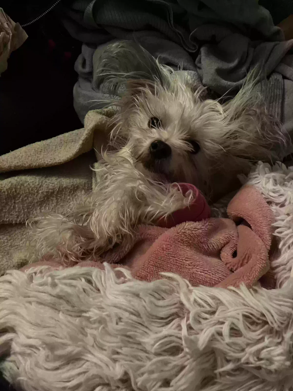 Lost dog in Danville, VA, 24541