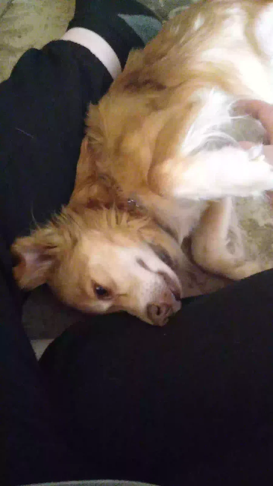 Lost dog in York, SC, 29745