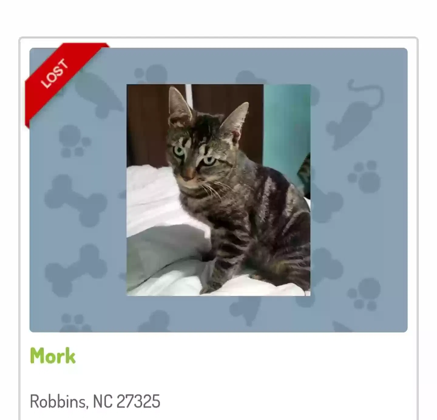 Lost cat in Robbins, NC, 27325