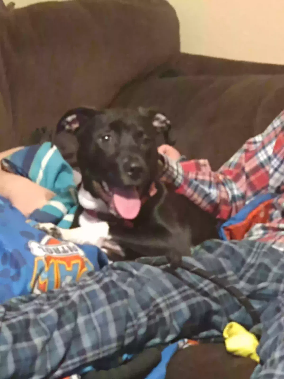 Found dog in Richmond, IN, 47374