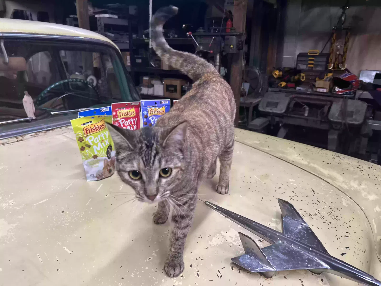 Lost cat in Grass Valley, CA, 95945