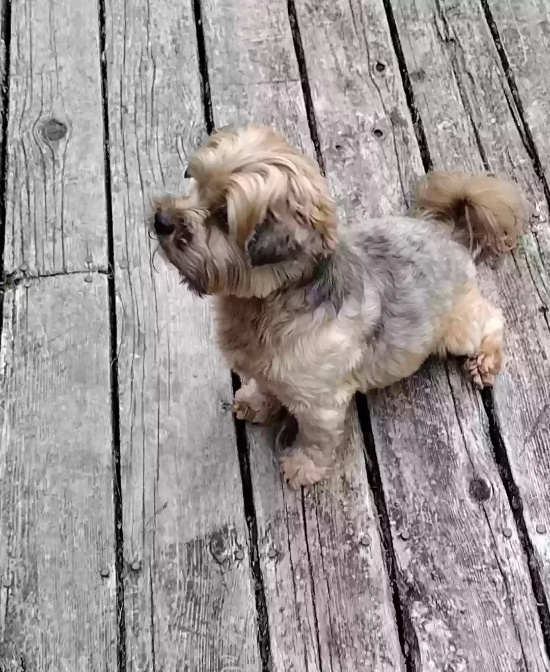 Lost dog in Bismarck, MO, 63624