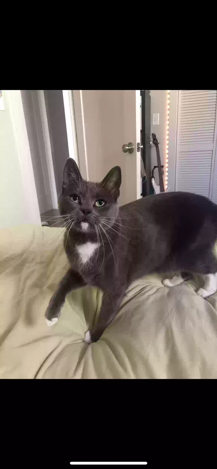 Lost cat in Richmond, CA, 94805