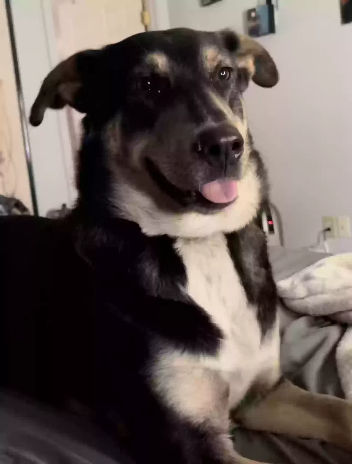 Lost dog in Pharr, TX, 78577