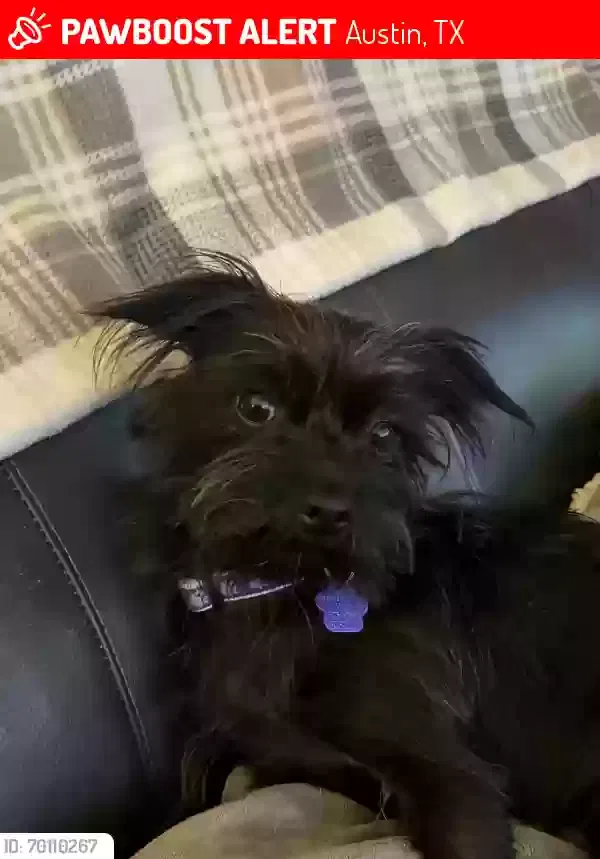 Lost dog in Austin, TX, 78748