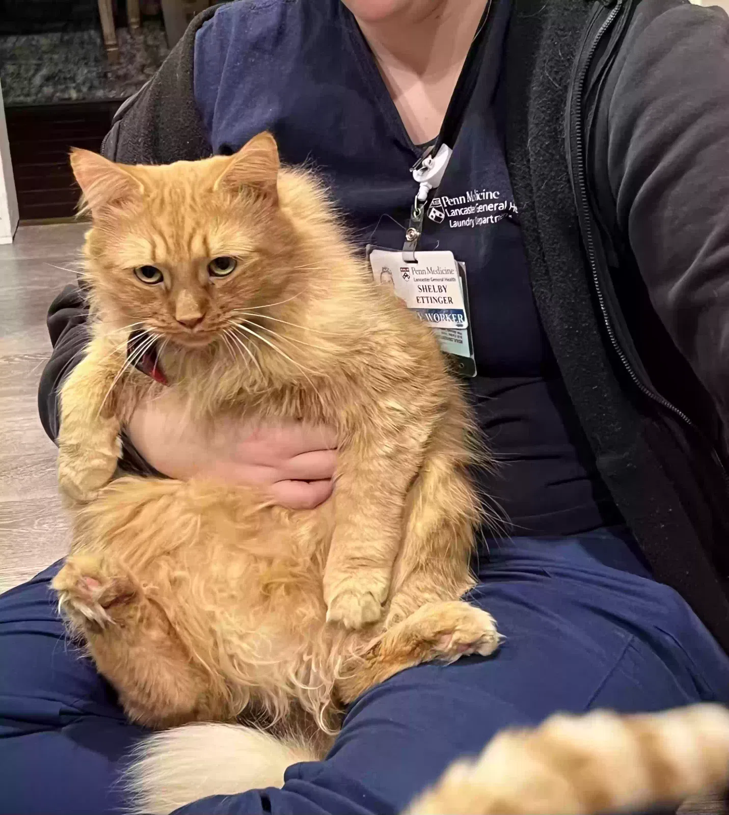 Lost cat in York, PA, 17406