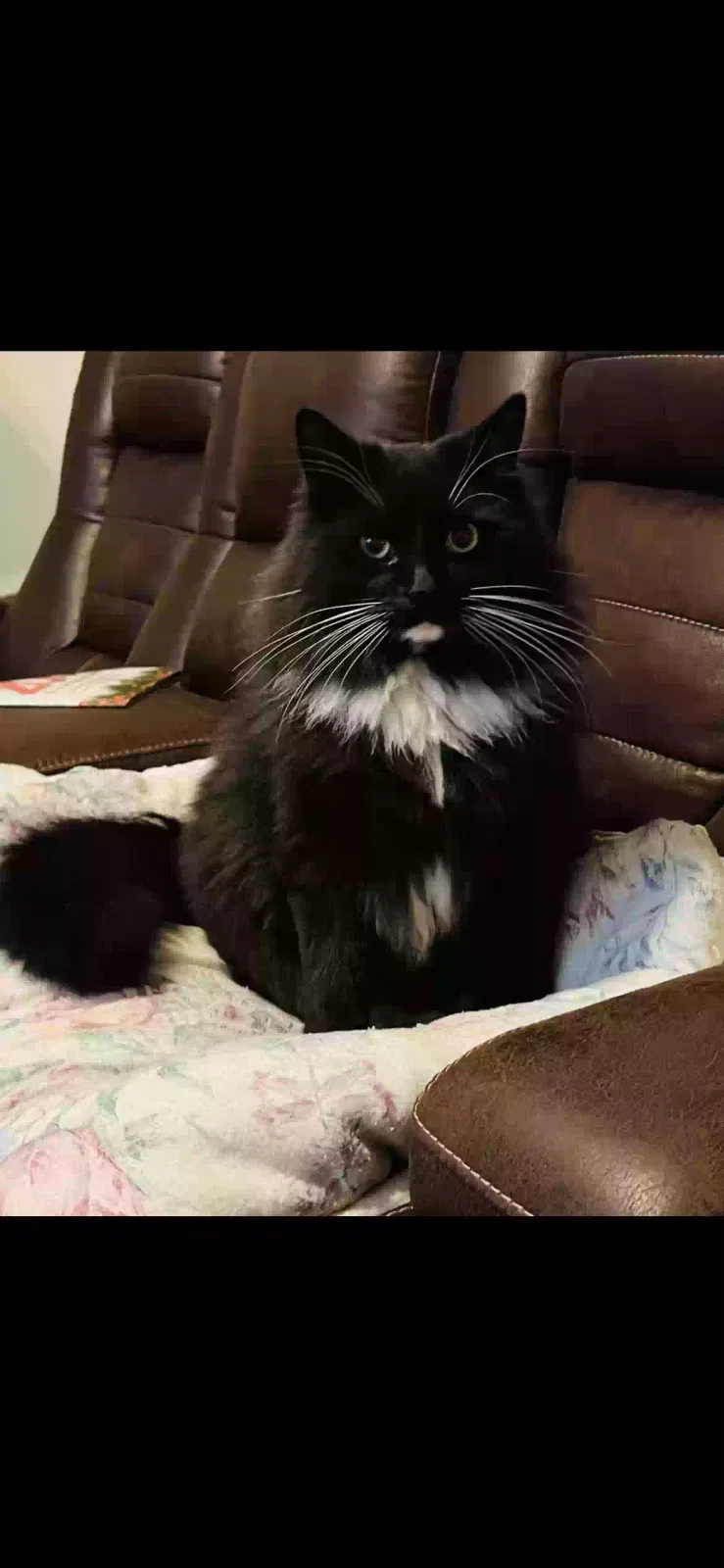 Lost cat in Modesto, CA, 95356