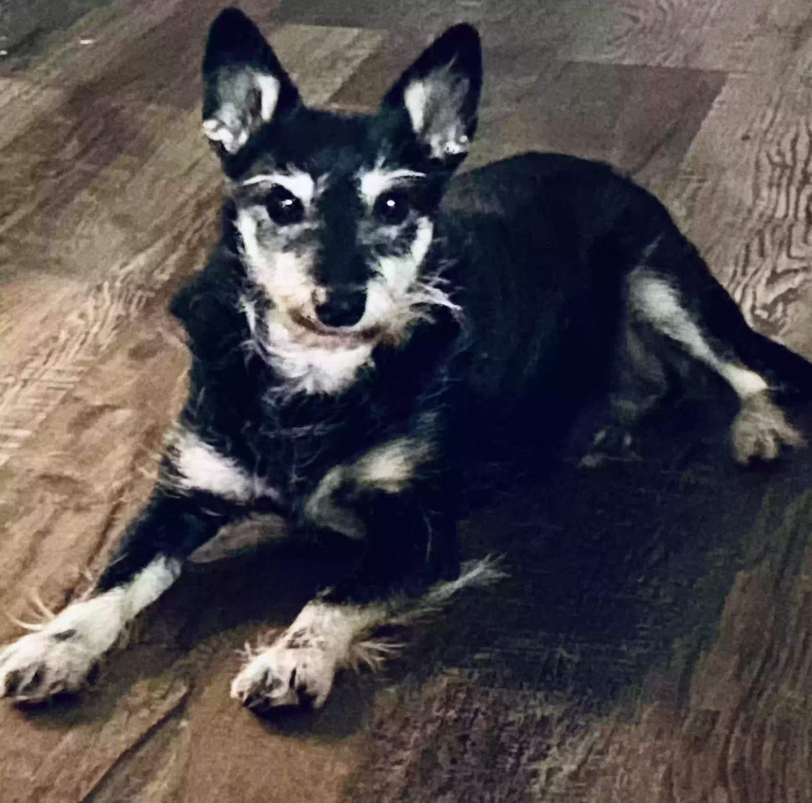Lost dog in Poolville, TX, 76487