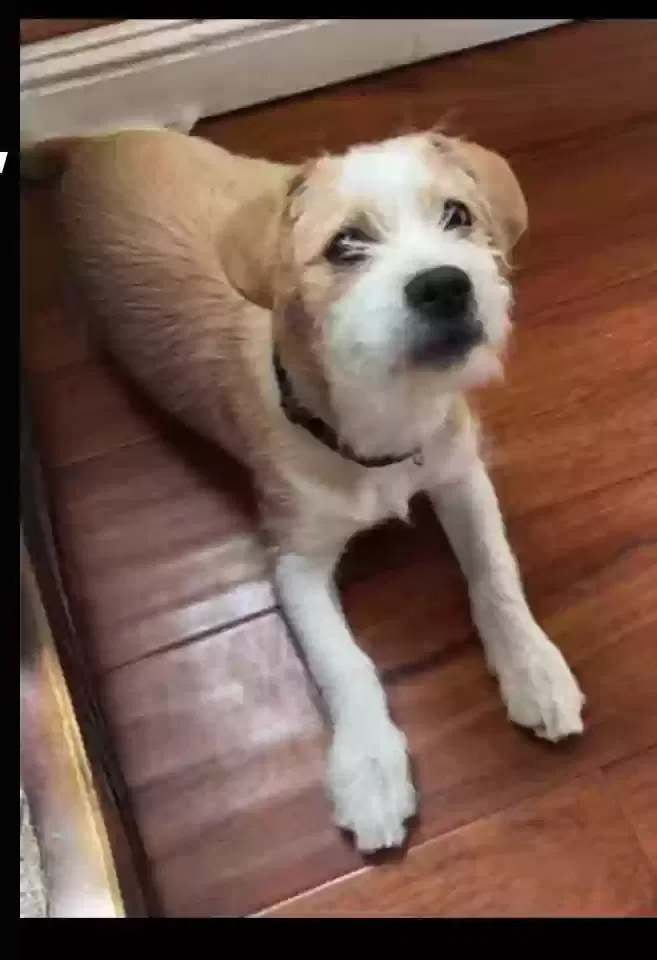Lost dog in Los Angeles, CA, 90059