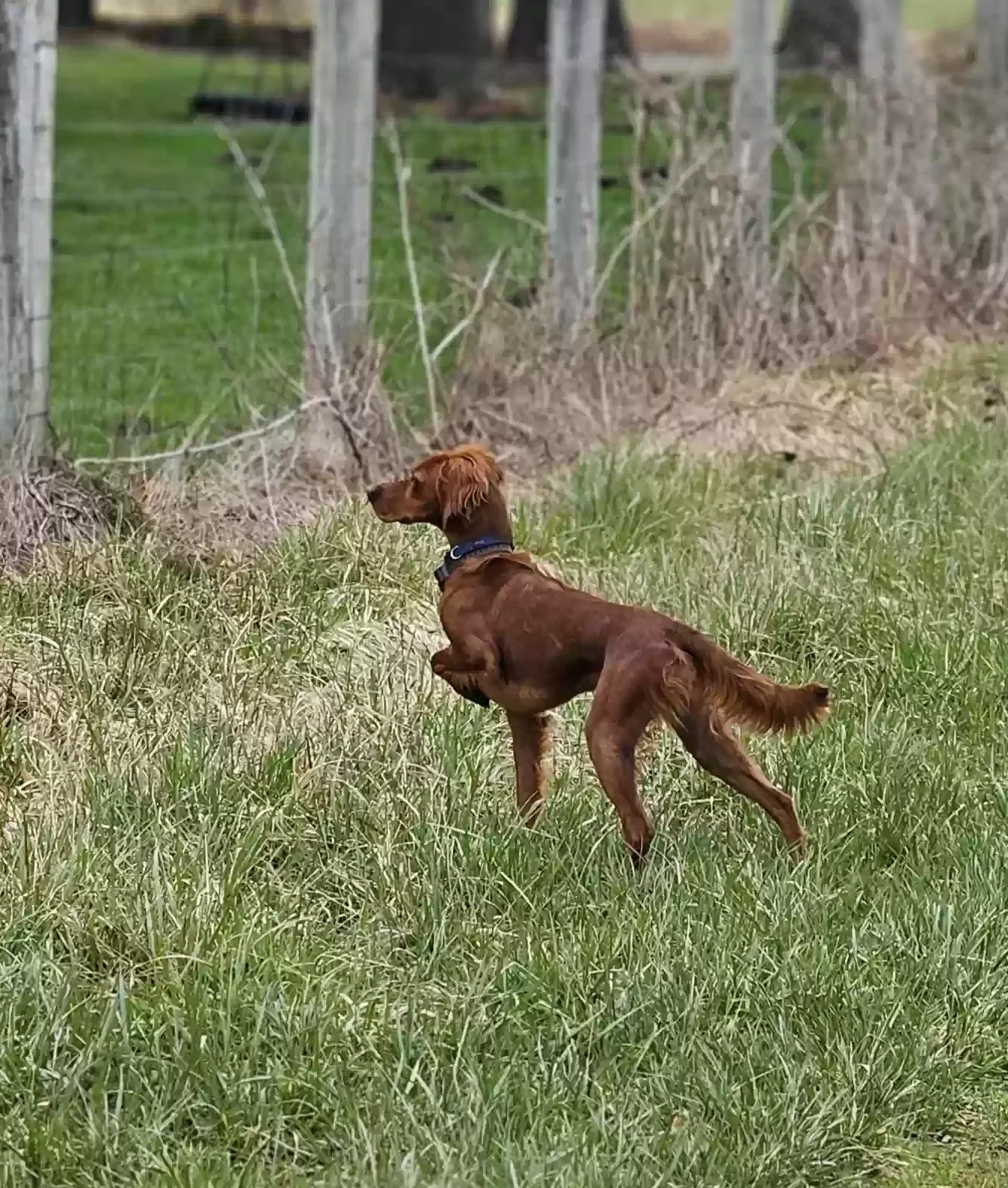 Lost dog in Enumclaw, WA, 98022