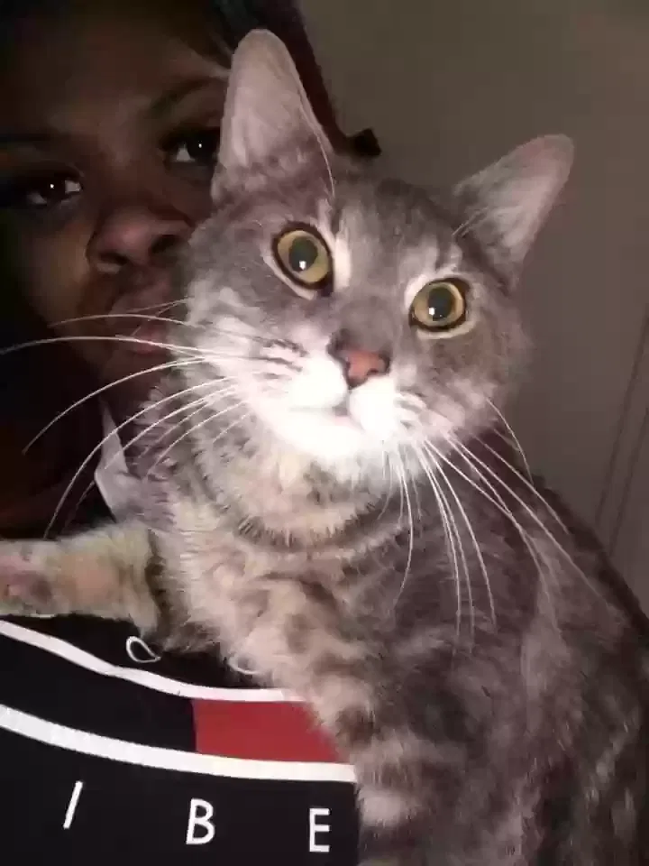 Lost cat in Chicago, IL, 60609