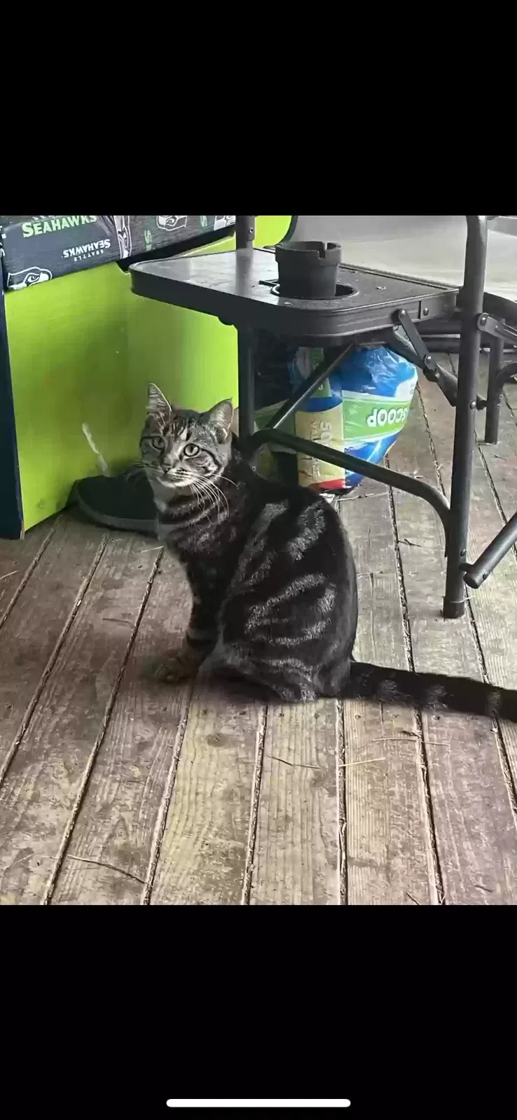 Lost cat in Stanwood, WA, 98292