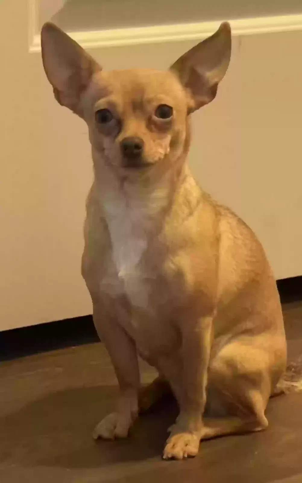 Lost dog in Salt Lake City, UT, 84128