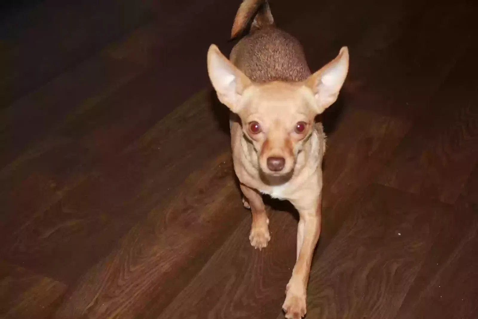 Lost dog in Salt Lake City, UT, 84128