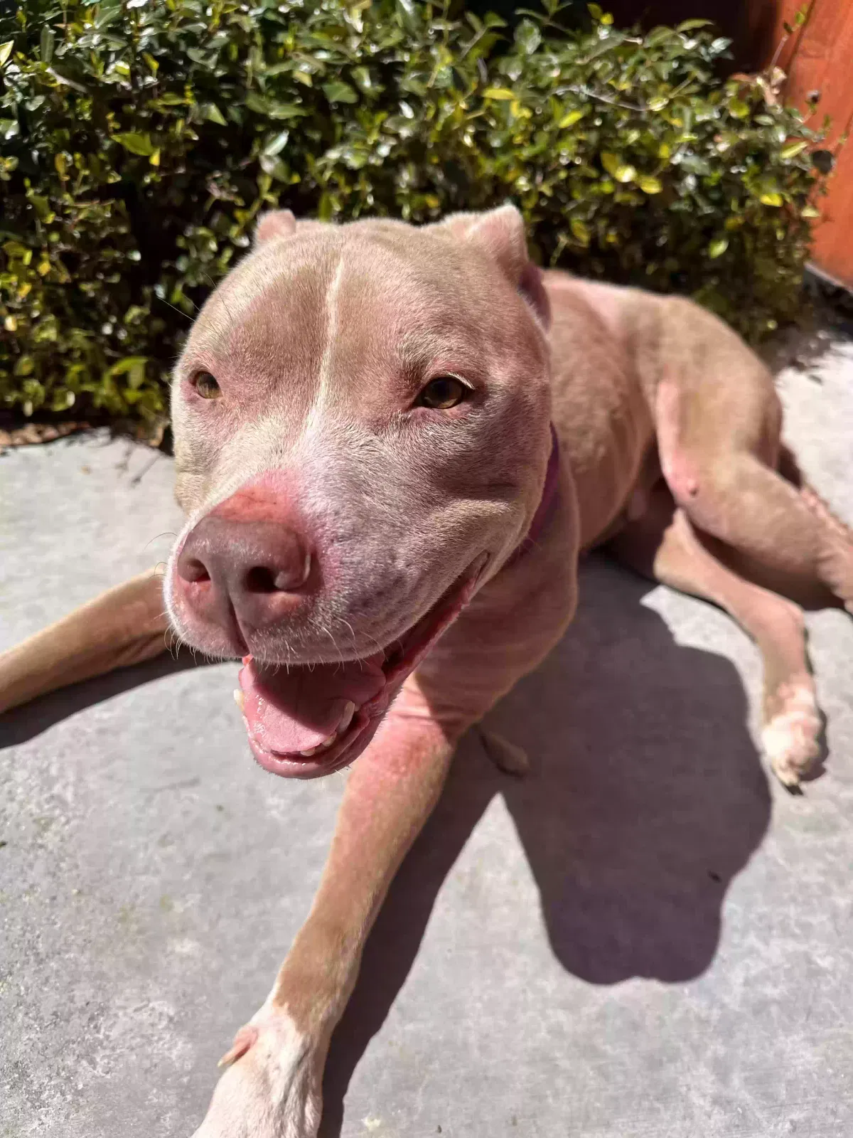 Found dog in Anaheim, CA, 92804
