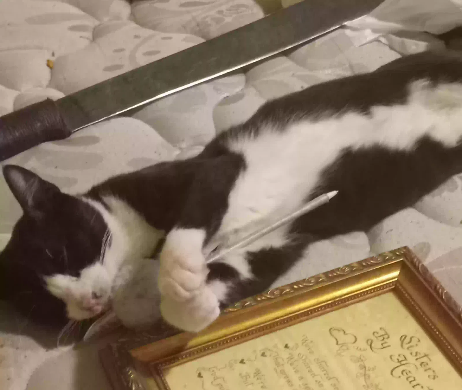 Lost cat in Gadsden, AL, 35904