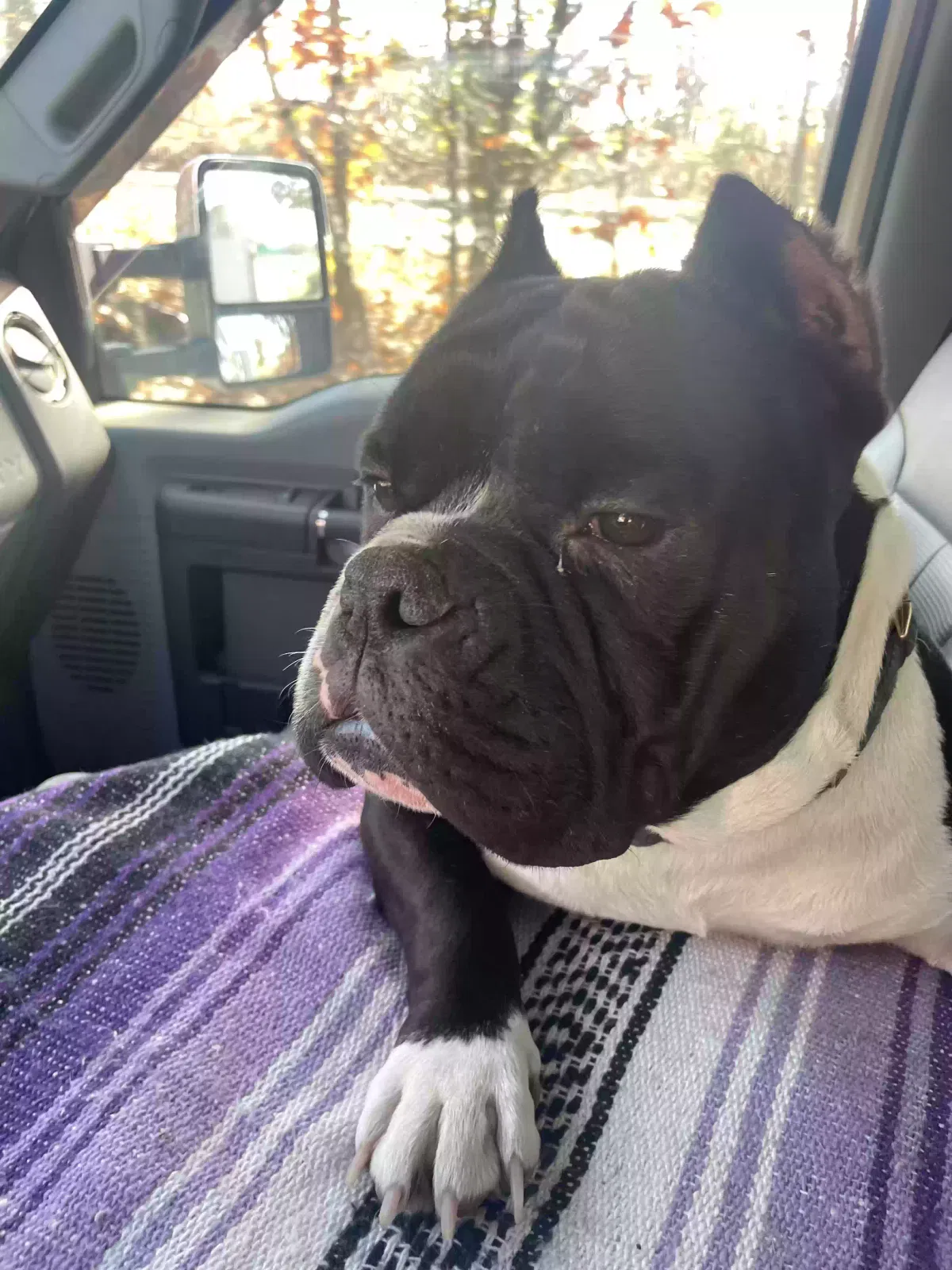Lost dog in Thomasville, NC, 27360